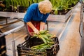 MINSK, BELARUS - MAY 1, 2017: Happy florist working in a greenhouse at a nursery collecting fresh roses for sale in her shop