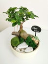 MINSK, BELARUS - 25 SEPTEMBER 2021: Home Japanese miniature bonsai tree with baby Yoda, Grogu and Star Wars sign. Ficus