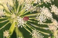 Italian Striped bug on plant from parsley family or umbellifers Royalty Free Stock Photo