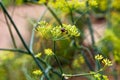 Minstrel bug on the top of dill flowers Royalty Free Stock Photo