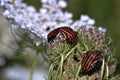 Minstrel bugs mating - Graphosoma lineatum