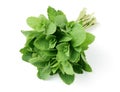 Mint Royalty Free Stock Photo