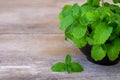 Fresh green mint spearmint leaf in wooden bowl isolated on wood table.