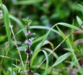 Wild Mint in bloom with tiny purple flowers among the field grasses Jenningsville Pennsylvania Royalty Free Stock Photo