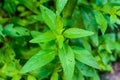 Mint background green leaves.