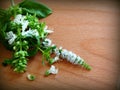 Mint and Basil flowers