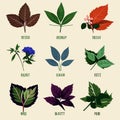 Mint, basil, oregano, rosemary, hibiscus, sage, oregano, oregano. Vector illustration. Generative AI