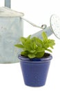 Mint in a blue pot with a watering can in the background Royalty Free Stock Photo