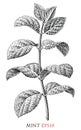 Mint branch botanical vintage illustration black and white clip art