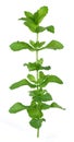 Mint branch