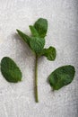 Mint branch on a light concrete background, top view