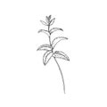 Mint branch. Vector illustration hand drawn with ink and isolated on white background. Royalty Free Stock Photo