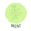 Mint branch vector illustrator