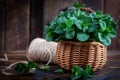 Bunch of fresh green organic mint leaf on wooden table closeup. Peppermint in small basket on natural wooden background Royalty Free Stock Photo