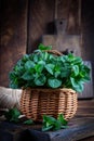 Bunch of fresh green organic mint leaf on wooden table closeup. Peppermint in small basket on natural wooden background Royalty Free Stock Photo