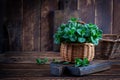 Bunch of fresh green organic mint leaf on wooden table closeup. Peppermint in small basket on natural wooden background Royalty Free Stock Photo