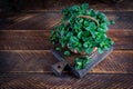 Bunch of fresh green organic mint leaf on wooden table closeup. Peppermint in small basket on natural wooden background Royalty Free Stock Photo