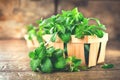 Mint. Bunch of fresh green organic mint leaf on wooden table closeup. Selective focus Royalty Free Stock Photo