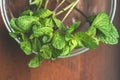 Mint. Bunch of Fresh green organic mint leaf on wooden table closeup Royalty Free Stock Photo