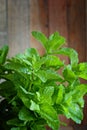 Mint. Bunch of Fresh green organic mint leaf on wooden table closeup. Selective focus. Green mint plant Royalty Free Stock Photo