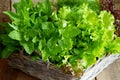 Mint. Bunch of Fresh green organic mint leaf on wooden table closeup. Selective focus. Green mint plant Royalty Free Stock Photo