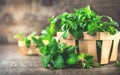 Mint. Bunch of fresh green organic mint leaf on wooden table Royalty Free Stock Photo