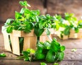 Mint. Bunch of fresh green organic mint leaf on wooden table Royalty Free Stock Photo