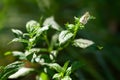 Mint close-up. Flowering mint. Stem of blooming mint