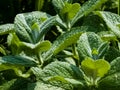 Mint close-up in the garden. Apple mint, or Mentha suaveolens, or downy mint are herbal plants that are rich in health benefits
