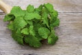 Resh green mint spearmint leaf