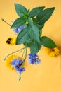 mint, cornflower, chamomile, a bouquet of Flatley flowers on a yellow background Royalty Free Stock Photo