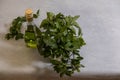 Mint in a crystal vase and a bottle of oil on a colored, red, background. Royalty Free Stock Photo