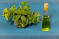 Mint in a crystal vase and a bottle of oil on a colored, red, background. Royalty Free Stock Photo