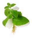 Mint cutting isolated