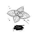 Mint drawing. Isolated mint plant and leaves.