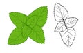 Mint drawing. A sketch-style set of fragrant mint plant, green top view, isolated black outline on white for a design template