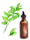 Mint essential oil bottle, peppermint leaves hand drawn pencil illustration. Isolated plant, aromatherapy, beauty and