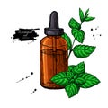 Mint essential oil bottle and peppermint leaves hand drawn vecto