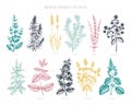 Mint family plants illustrations in color. Hand sketched aromatic and medicinal herb Botanical design elements. Herbal tea