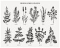 Mint family plants illustrations. Hand sketched aromatic and medicinal herbs set. Botanical design elements. herbal tea Royalty Free Stock Photo