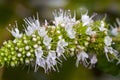 Mint flower blooming macro Royalty Free Stock Photo