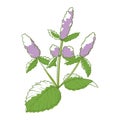 Mint flower, floristics and decor natural symbol