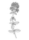Mint flower and leaves line art illustration. Perfect for pattern, logo, posters, invitation and greeting card design. Hand drawn