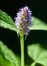 Mint flower Royalty Free Stock Photo