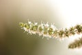 Mint flower stems macro isolated Royalty Free Stock Photo