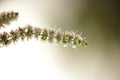 Mint flower stems macro isolated Royalty Free Stock Photo