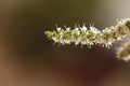 Mint flower stems macro isolated Royalty Free Stock Photo