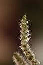 Mint flower stems macro isolated Royalty Free Stock Photo