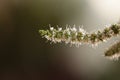 Mint flower stems macro isolated Royalty Free Stock Photo