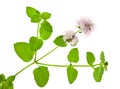 Mint flowers Royalty Free Stock Photo
